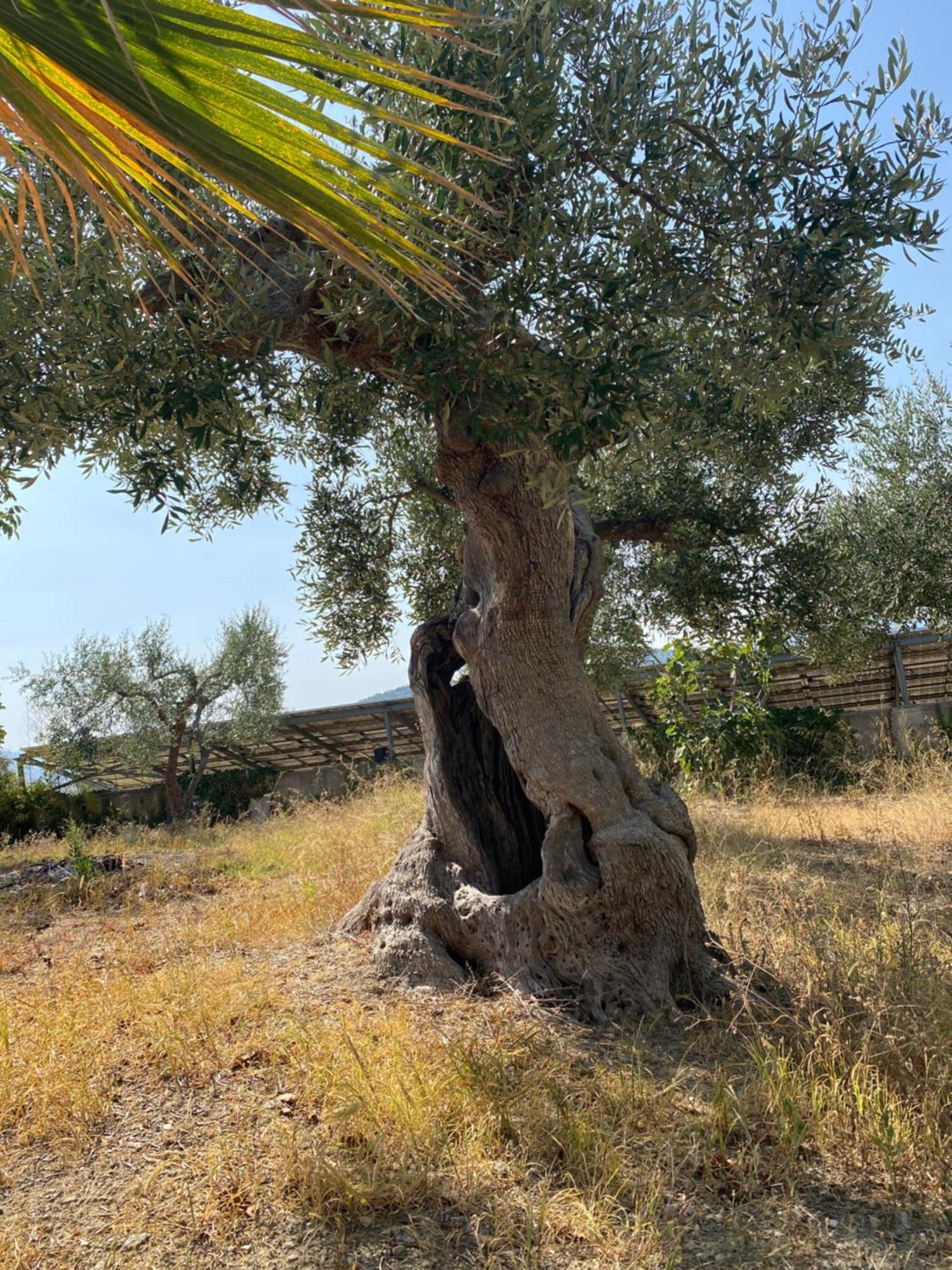 Villa Vittoria Matera Luaran gambar